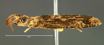 Media type: image;   Entomology 3683 Aspect: habitus lateral view